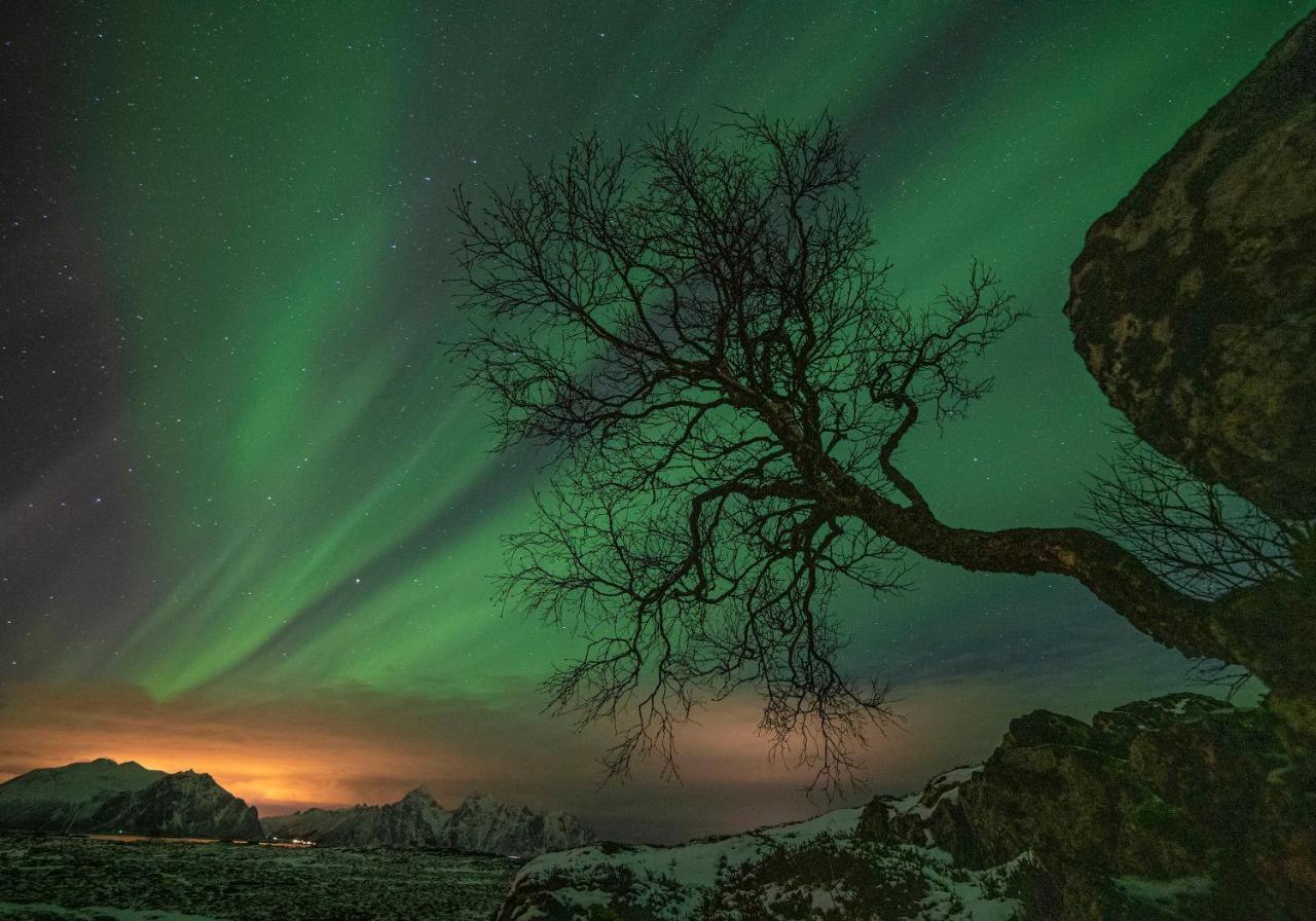 Wildlife Panorama Lofoten Bostad Kültér fotó